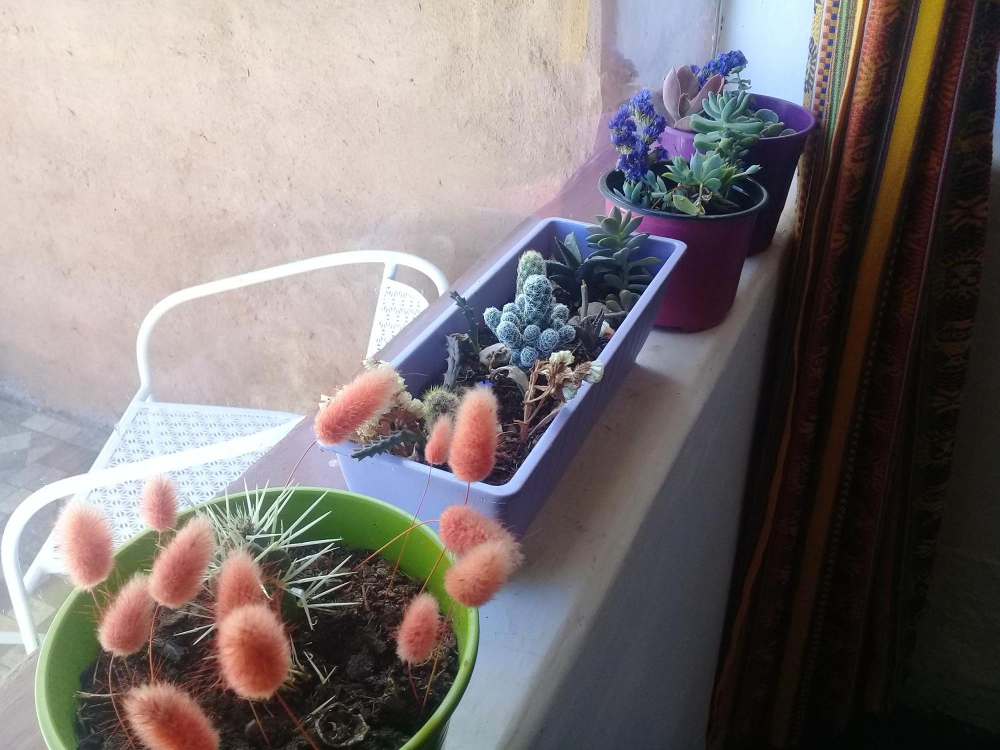 Cabana El Cardon,Casita En El Campo Quebradeno Humahuaca Kültér fotó