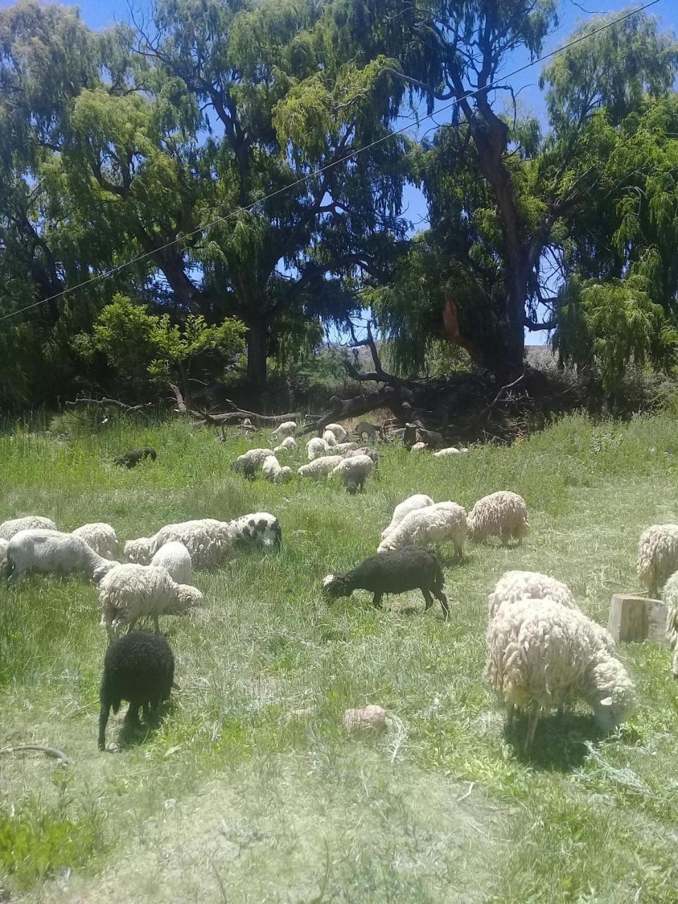 Cabana El Cardon,Casita En El Campo Quebradeno Humahuaca Kültér fotó